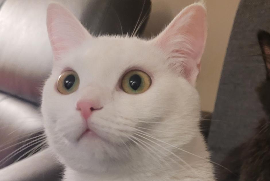 Avviso scomparsa Gatto Femmina , 3 anni Tremblay-en-France Francia