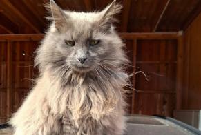 Avviso scomparsa Gatto  Maschio , 13 anni Sésamo Spagna