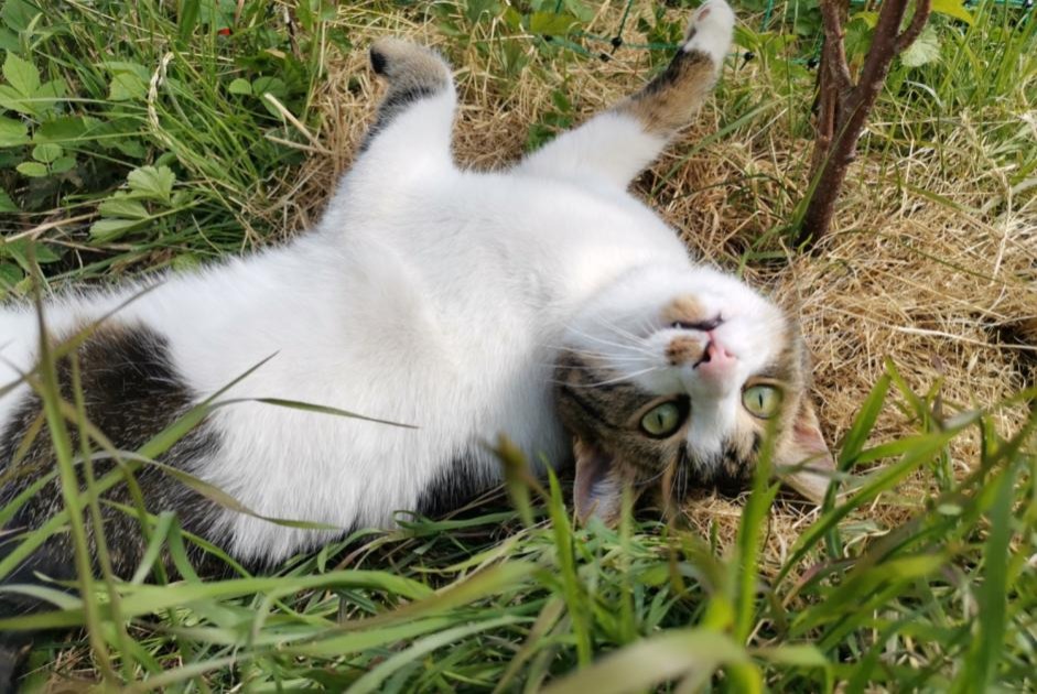 Avviso scomparsa Gatto Maschio , 5 anni La Rippe Svizzera