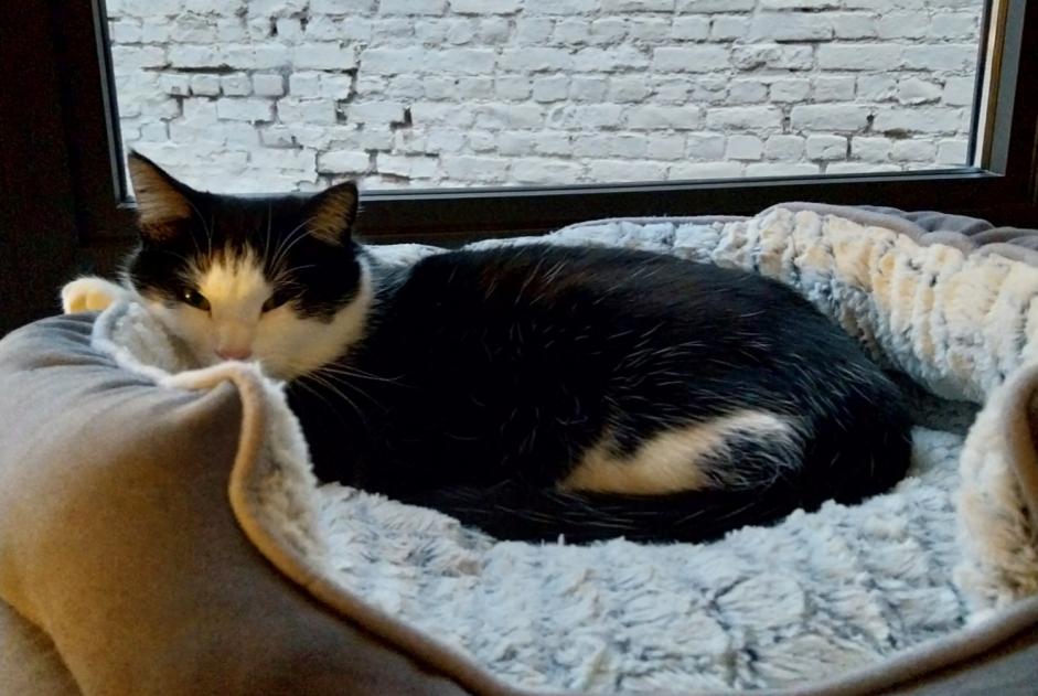 Avviso scomparsa Gatto  Maschio , 2 anni Anderlecht Belgio