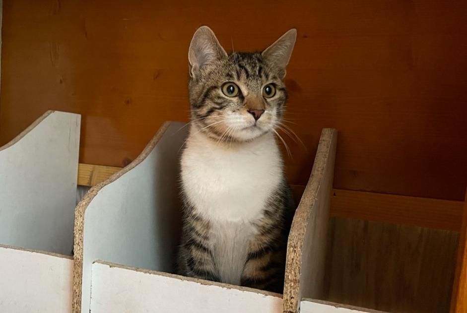 Avviso scomparsa Gatto incrocio di razze Maschio , 2 anni Saint-Sylvestre Francia