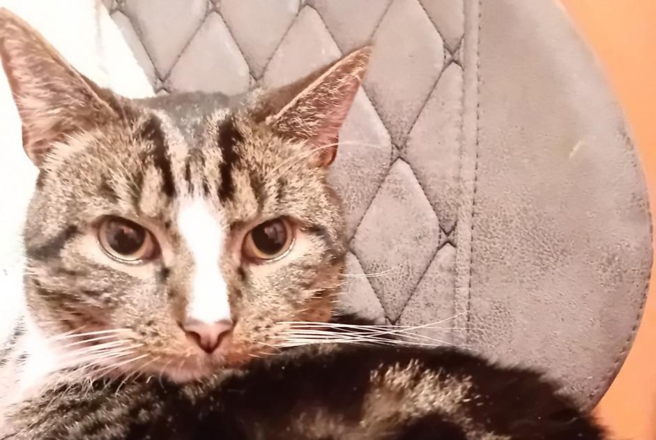 Avviso scomparsa Gatto incrocio di razze Maschio , 5 anni Fontaine-l'Évêque Belgio