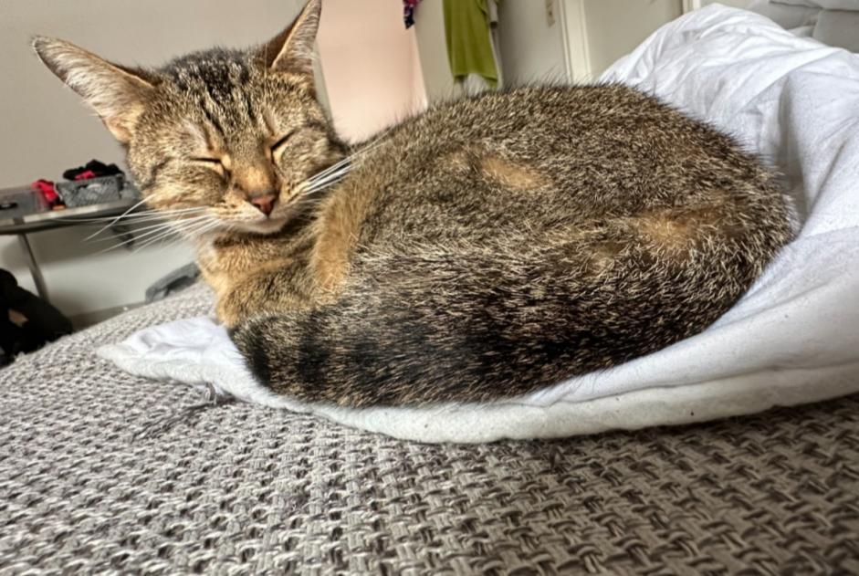 Avviso scomparsa Gatto Femmina , 4 anni Bruxelles Belgio