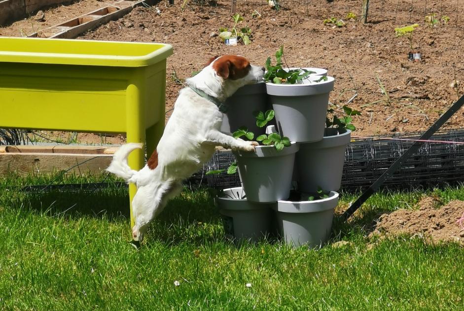 Avviso scomparsa Cane  Maschio , 7 anni Bézancourt Francia