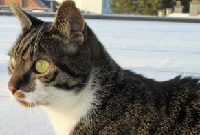 Avviso scomparsa Gatto  Maschio , 4 anni Braine-le-Comte Belgio