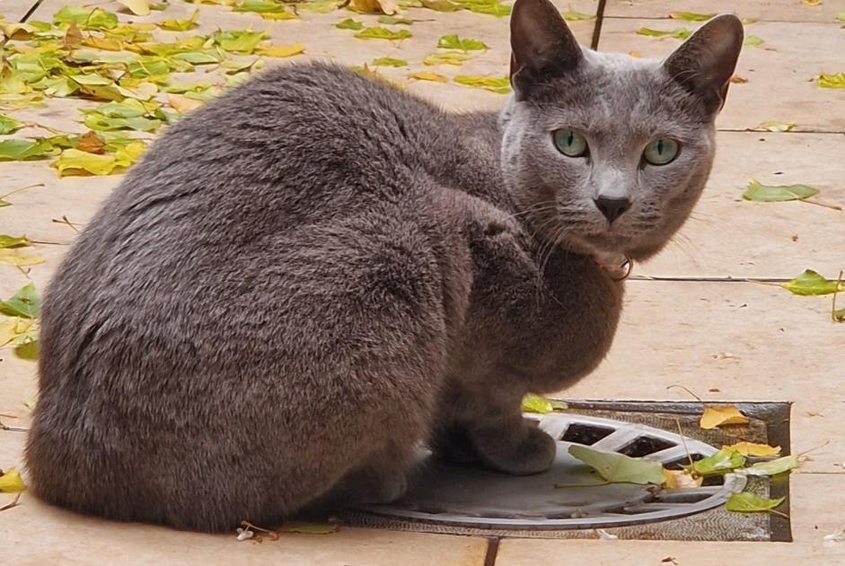 Avviso scomparsa Gatto  Femmina , 3 anni Woluwe-St.-Lambert Belgio