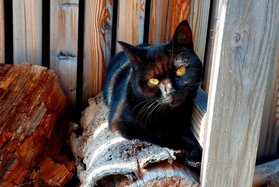 Avviso scomparsa Gatto incrocio di razze Femmina , 3 anni Zaventem Belgio