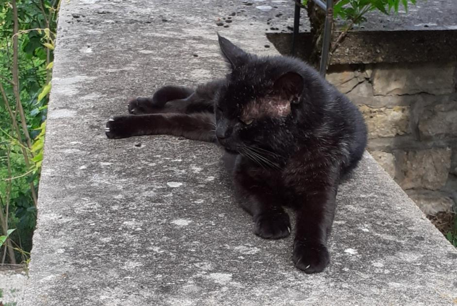 Avviso scomparsa Gatto  Maschio , 13 anni Puylaroque Francia