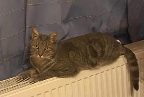 Avviso scomparsa Gatto Maschio , 3 anni Binche Belgio