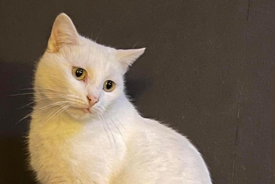 Avviso scomparsa Gatto Maschio , 3 anni Oerle Belgio