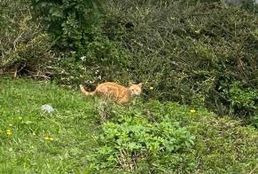 Avviso Ritrovamento Gatto Non conosciuta Val-de-Ruz Svizzera