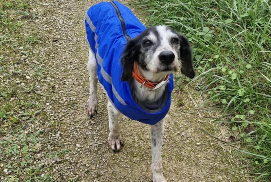 Avviso scomparsa Cane incrocio di razze Femmina , 11 anni Puylagarde Francia