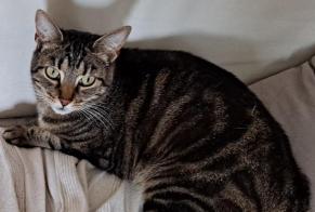 Avviso scomparsa Gatto  Femmina , 6 anni Richardménil Francia