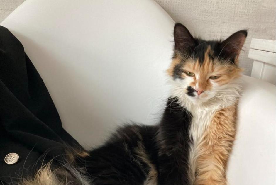 Avviso scomparsa Gatto incrocio di razze Femmina , 1 anni Châtelet Belgio