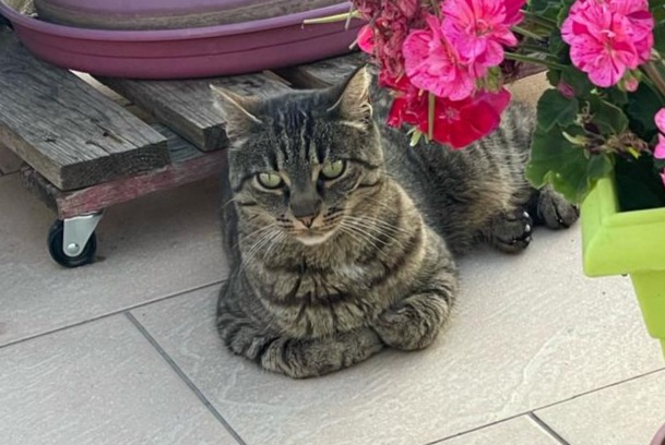 Avviso scomparsa Gatto Femmina , 7 anni Huisseau-sur-Cosson Francia