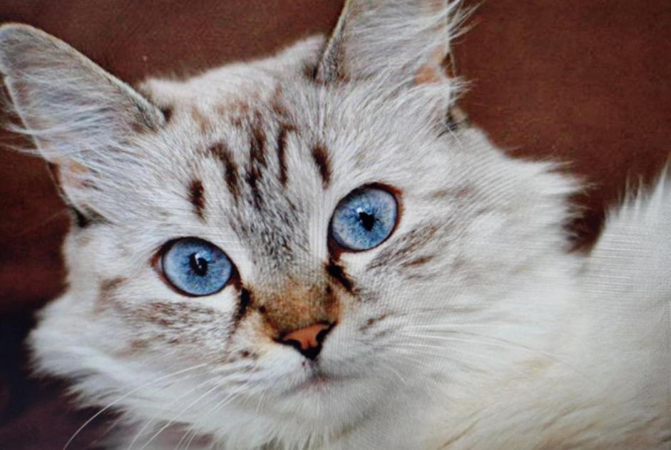 Avviso scomparsa Gatto  Femmina , 11 anni Soullans Francia