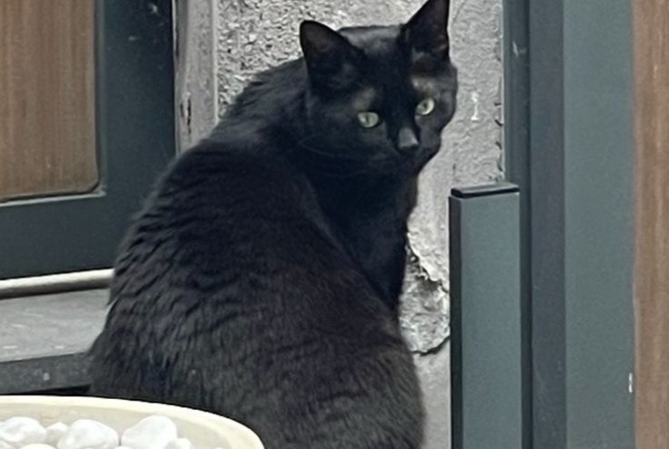 Avviso scomparsa Gatto Maschio , 5 anni Wezembeek-Oppem Belgio