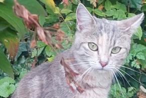 Avviso Ritrovamento Gatto Femmina Vevey Svizzera