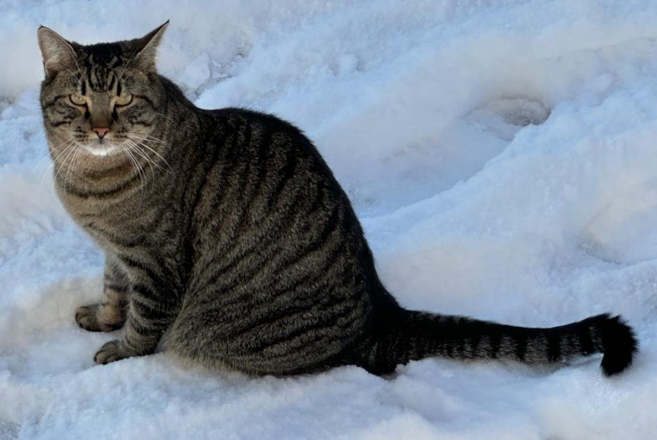 Avviso scomparsa Gatto Maschio , 3 anni Givisiez Svizzera