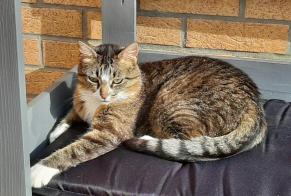 Avviso scomparsa Gatto  Femmina , 9 anni Leffrinckoucke Francia