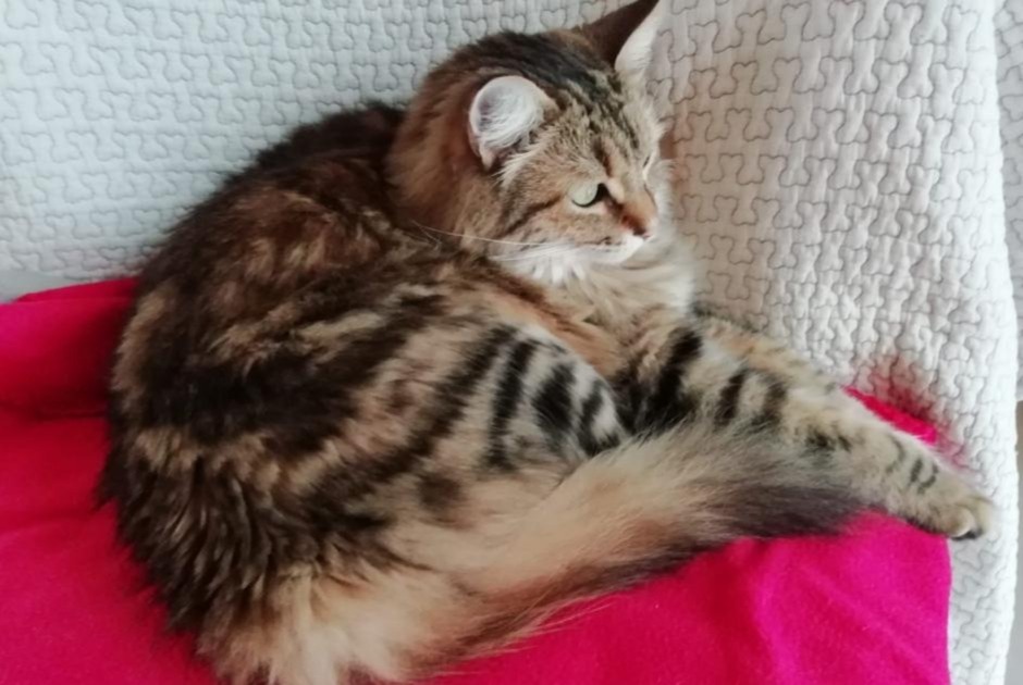 Avviso scomparsa Gatto incrocio di razze Maschio , 5 anni Capdenac-Gare Francia