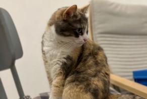 Avviso scomparsa Gatto Femmina , 4 anni Schaerbeek Belgio