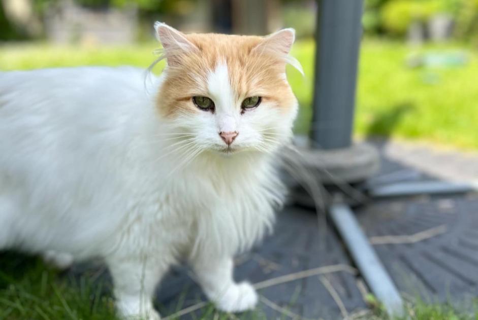 Avviso scomparsa Gatto incrocio di razze Femmina , 8 anni Florennes Belgio