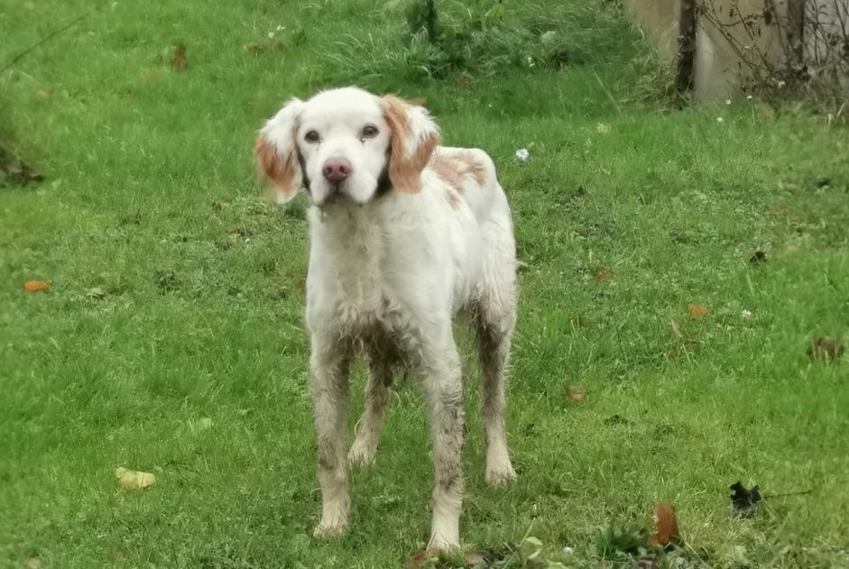 Avviso Ritrovamento Cane  Femmina Clastres Francia