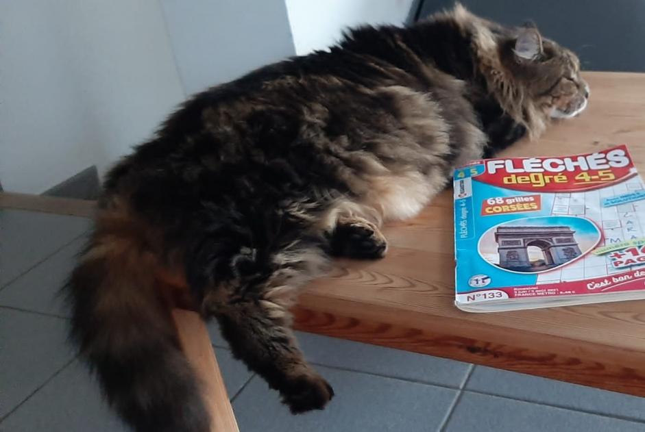 Avviso scomparsa Gatto  Femmina , 6 anni Bourg-Saint-Andéol Francia