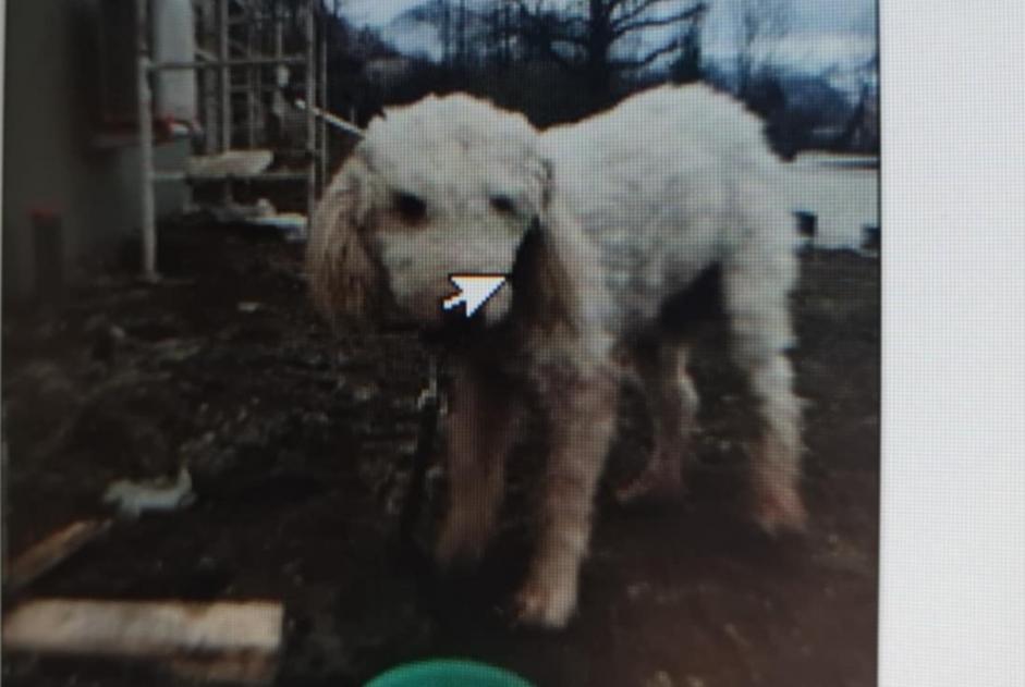 Avviso Ritrovamento Cane incrocio di razze Non conosciuta Saint-Martin-d'Uriage Francia