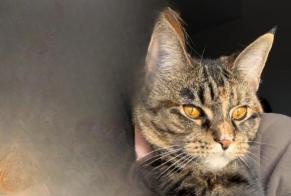 Avviso scomparsa Gatto incrocio di razze Femmina , 1 anni Soignies Belgio