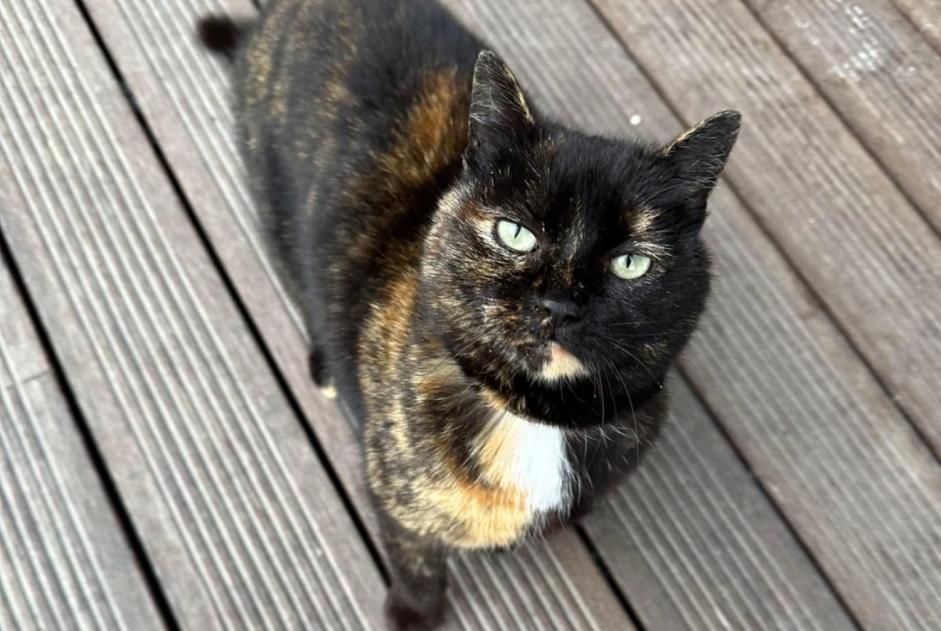 Avviso Ritrovamento Gatto Femmina , 3 anni Massongex Svizzera