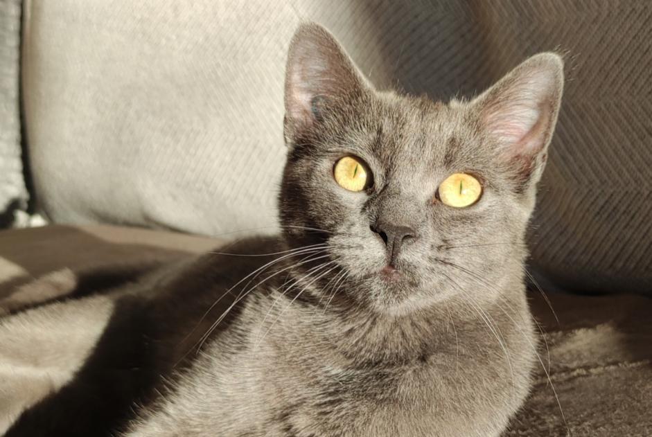 Avviso scomparsa Gatto Femmina , 1 anni Hendaye Francia