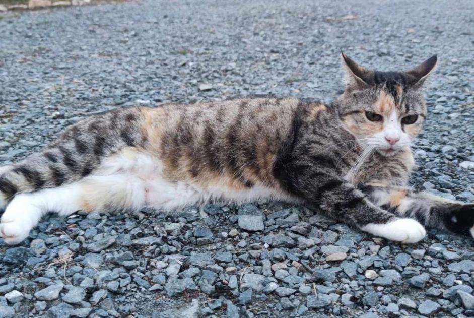 Avviso scomparsa Gatto Femmina , 10 anni L'Hermenault Francia