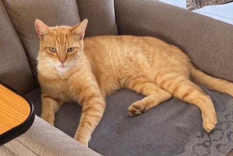 Avviso scomparsa Gatto  Maschio , 5 anni Tergnier Francia