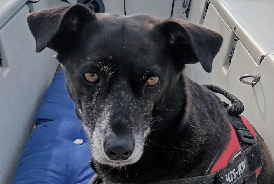 Avviso scomparsa Cane Femmina , 13 anni Thivars Francia