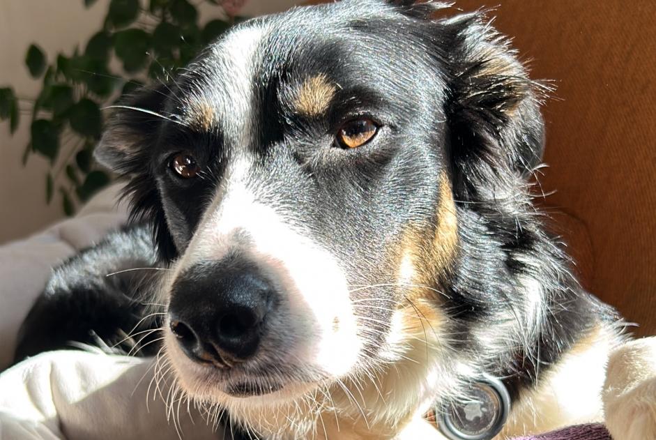 Avviso scomparsa Cane  Femmina , 3 anni Mons Belgio