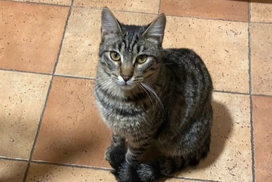 Avviso scomparsa Gatto incrocio di razze Maschio , 1 anni Les Pennes-Mirabeau Francia