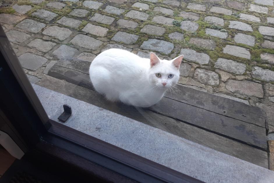 Avviso Ritrovamento Gatto Non conosciuta Waterloo Belgio