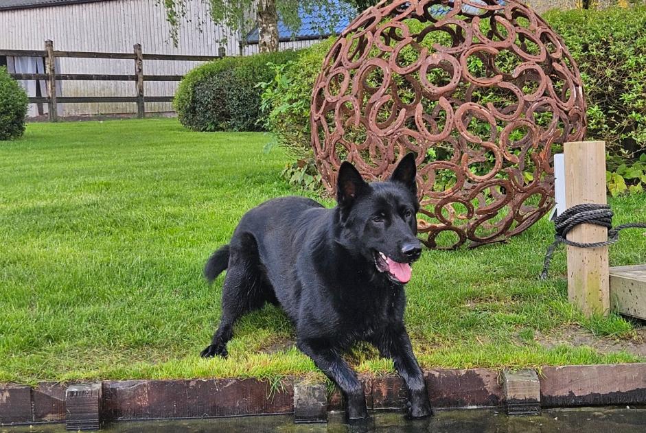 Avviso scomparsa Cane  Maschio , 2 anni Pecq Belgio