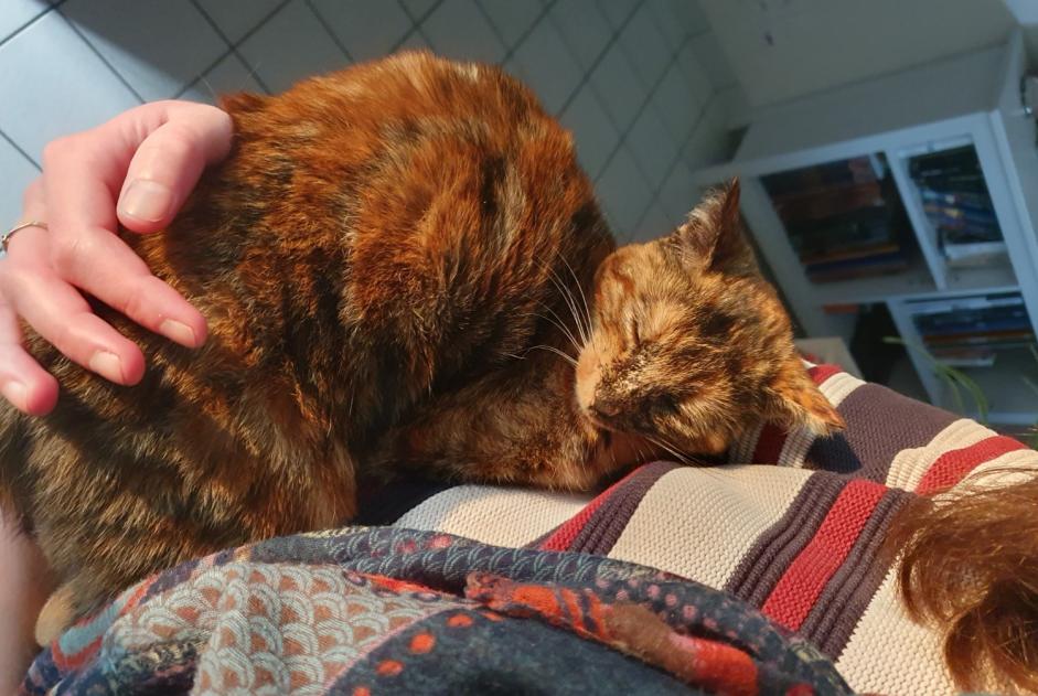 Avviso scomparsa Gatto incrocio di razze Femmina , 3 anni Betton Francia