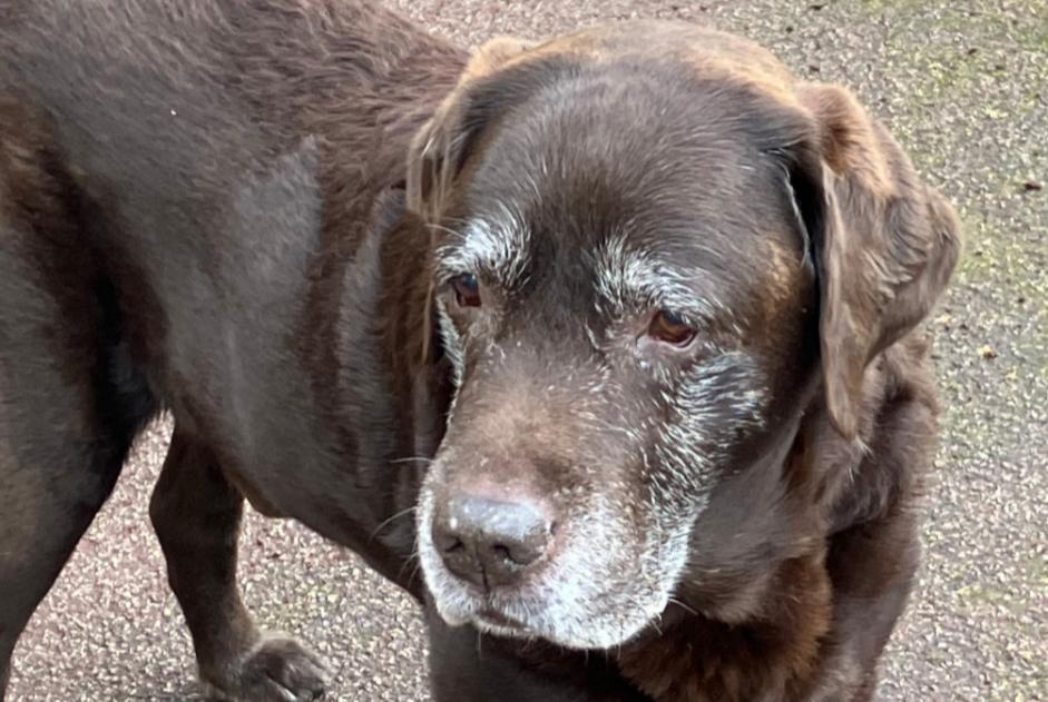 Avviso Ritrovamento Cane  Maschio Châtenay-Malabry Francia