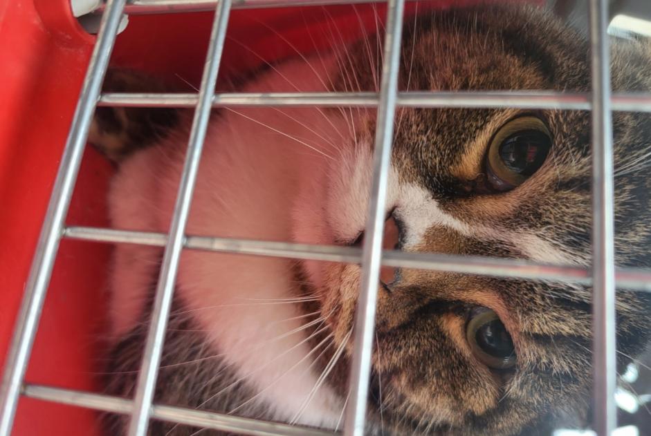 Avviso Ritrovamento Gatto Maschio , 2 anni Puteaux Francia