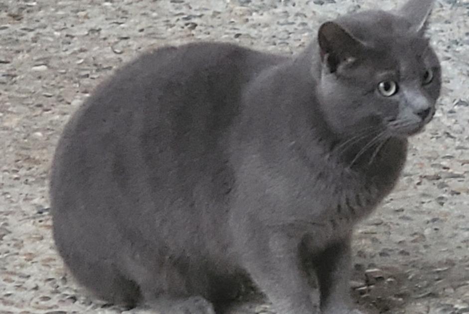 Avviso Ritrovamento Gatto incrocio di razze Maschio Clairac Francia