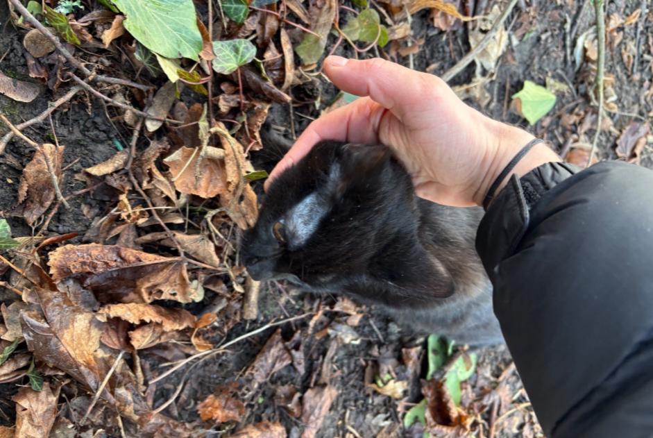 Avviso Ritrovamento Gatto Non conosciuta Schaerbeek Belgio