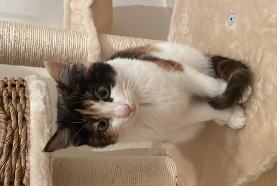 Avviso scomparsa Gatto incrocio di razze Femmina , 1 anni Neuchâtel Svizzera