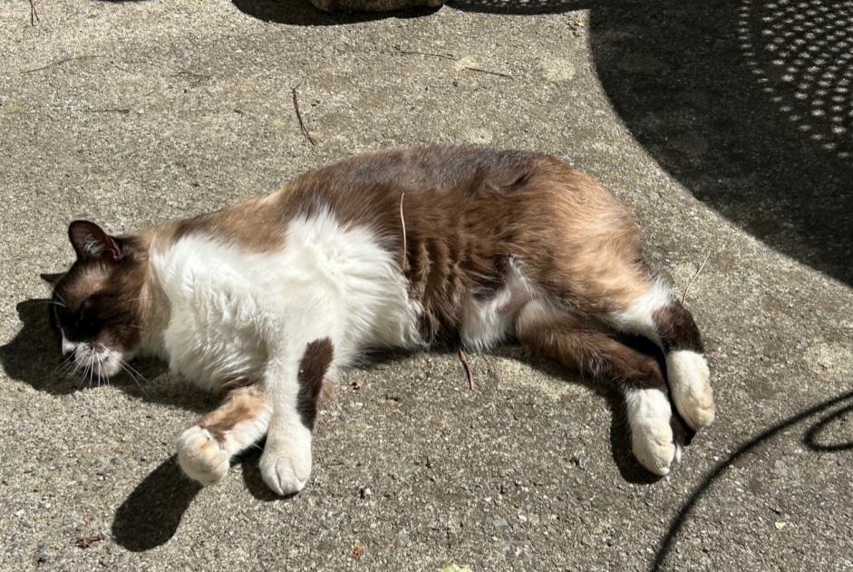 Avviso scomparsa Gatto incrocio di razze Maschio , 11 anni Montgeard Francia