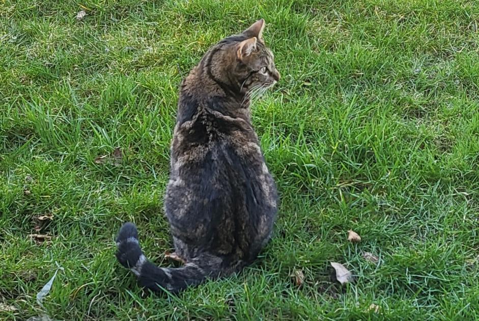 Avviso scomparsa Gatto  Maschio , 3 anni Nandrin Belgio