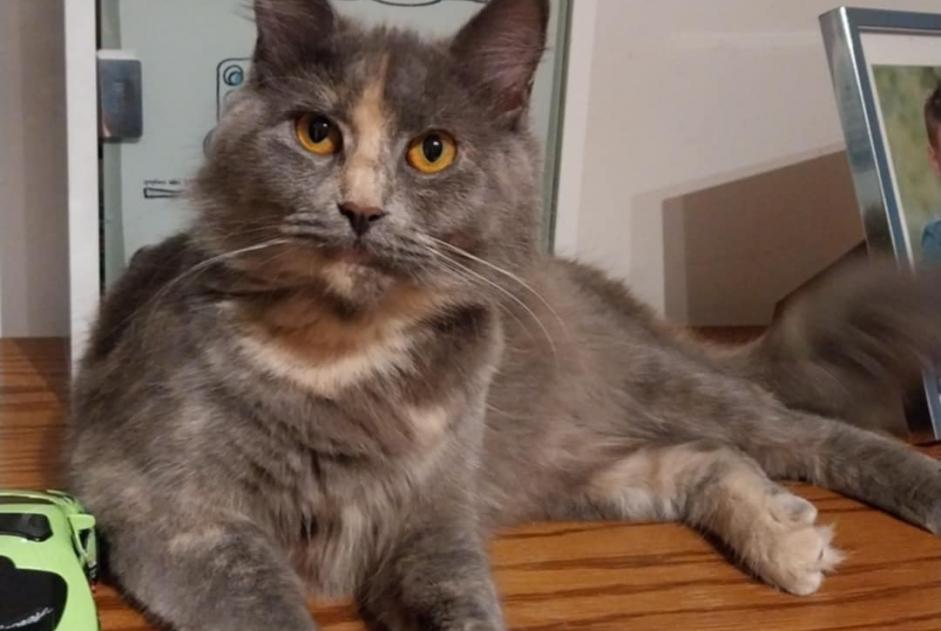 Avviso scomparsa Gatto  Femmina , 1 anni Bernissart Belgio