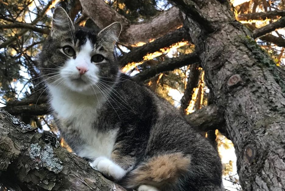 Avviso scomparsa Gatto incrocio di razze Maschio , 14 anni Forel (Lavaux) Svizzera